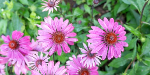 What Are The Benefits of Echinacea In The Treatment Of Multiple Sclerosis?